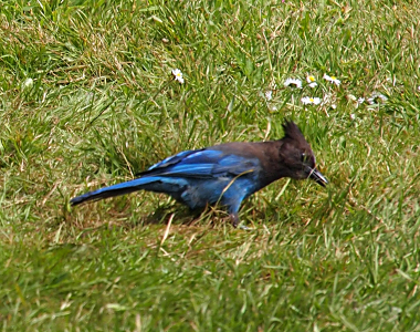 [A blue bird with a brown head and neck is standing in the grass with its head bent toward the ground.]